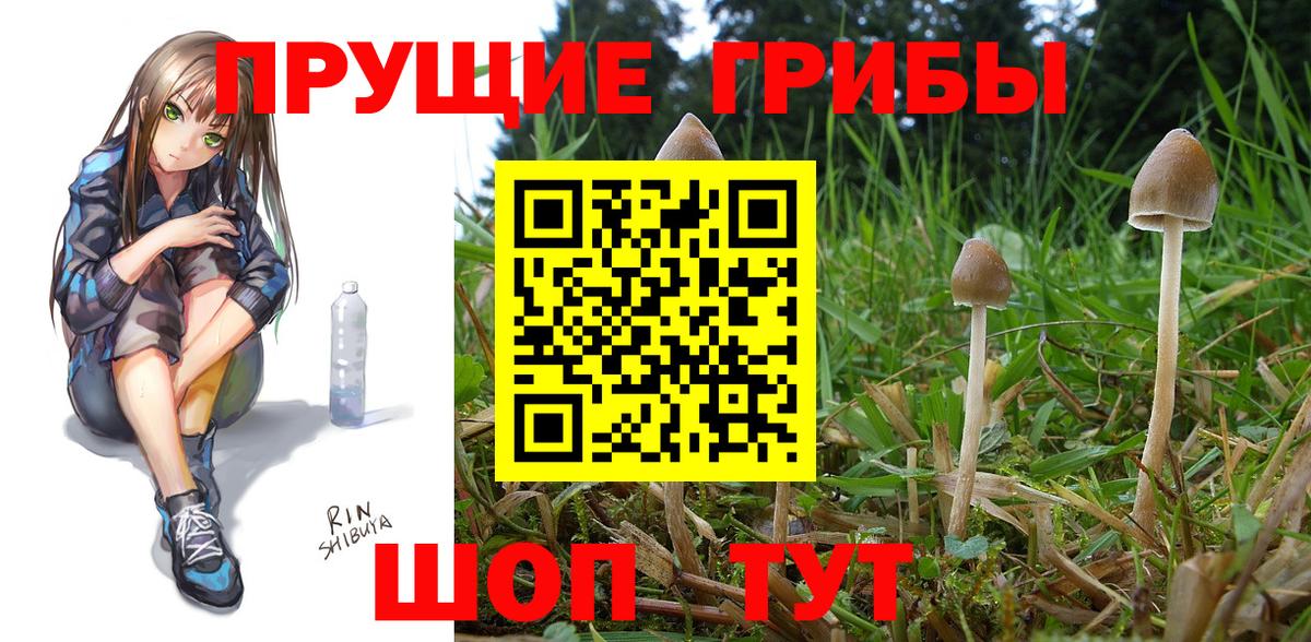 Псилоцибиновые грибы GOLDEN TEACHER  Вход с VPN  Похвистнево 